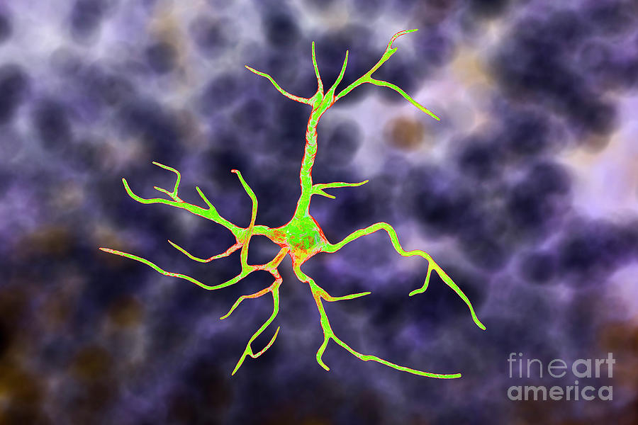 Astrocyte Nerve Cells #1 Photograph by Kateryna Kon/science Photo Library