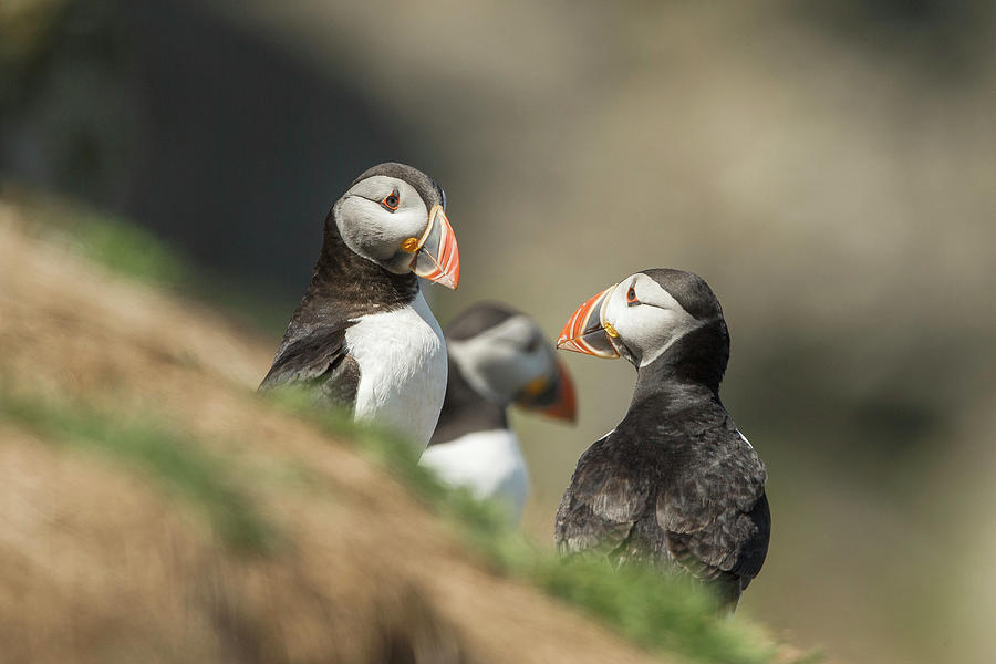 Atlantic Puffin (fratercula Arcitica) #1 Photograph by Sarah Darnell