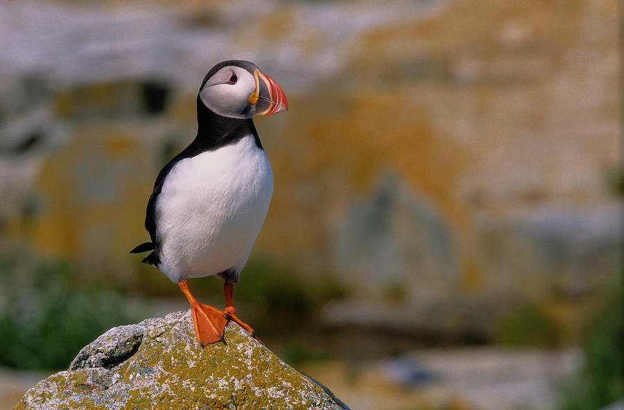 Atlantic Puffin Fratercula Arctica #1 Photograph by Art Wolfe