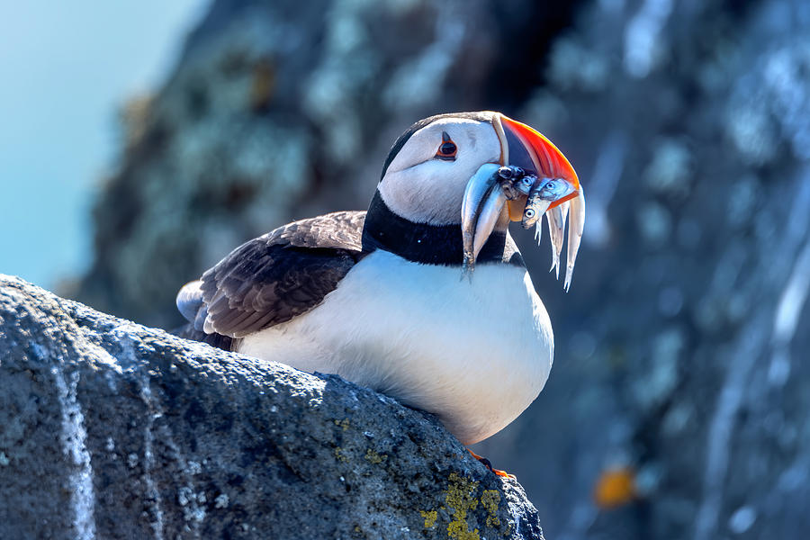 Atlantic Puffin #1 Photograph by Kuni Photography