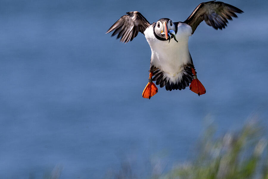 Summer Photograph - Atlantic Puffins In Flight On Machias #1 by Chuck Haney