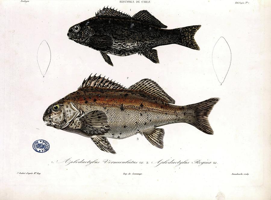 Fish Drawing - Atlas Of The Physical And Political History Of Chile, 1854. #1 by Claudio Gay -1800-1873-