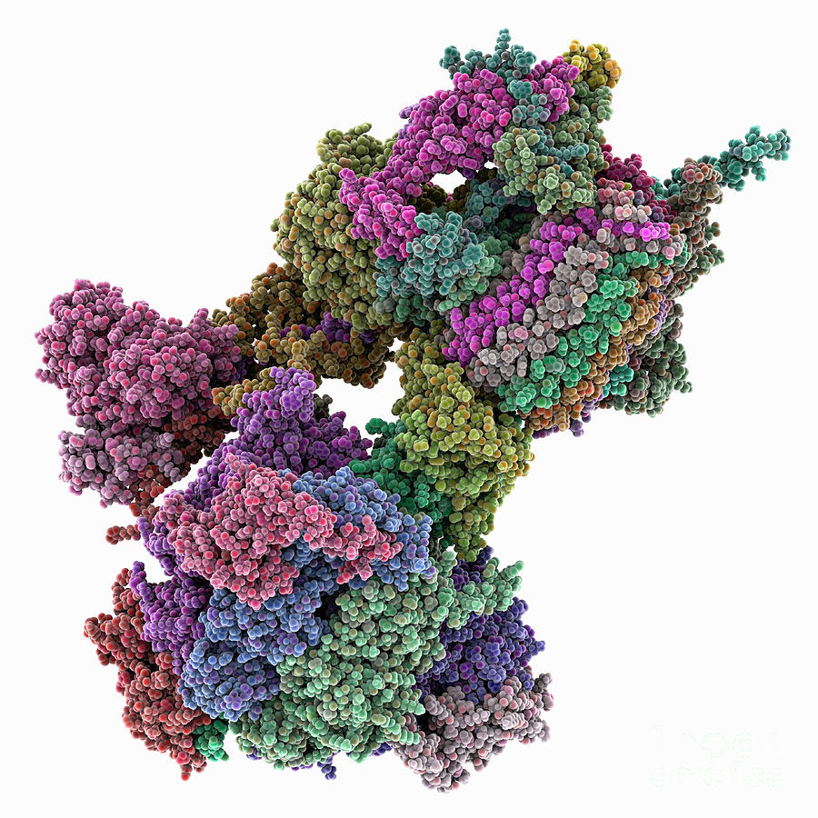 Atp Synthase From Trypanosoma Brucei #1 Photograph by Laguna Design/science Photo Library