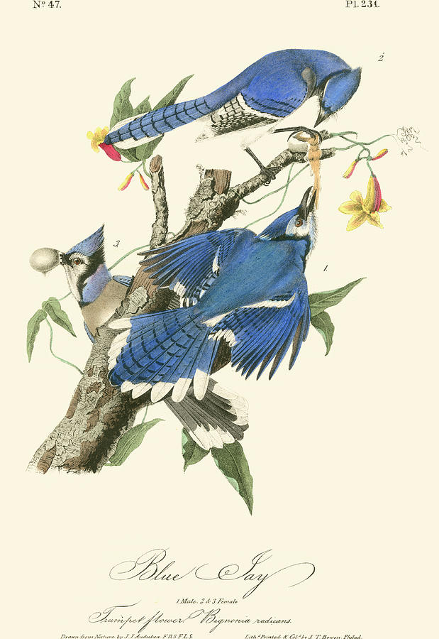 Audubon Blue Jays #1 Painting by John James Audubon
