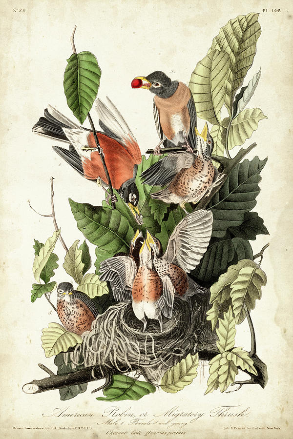 Animal Painting - Audubons American Robin #1 by John James Audubon
