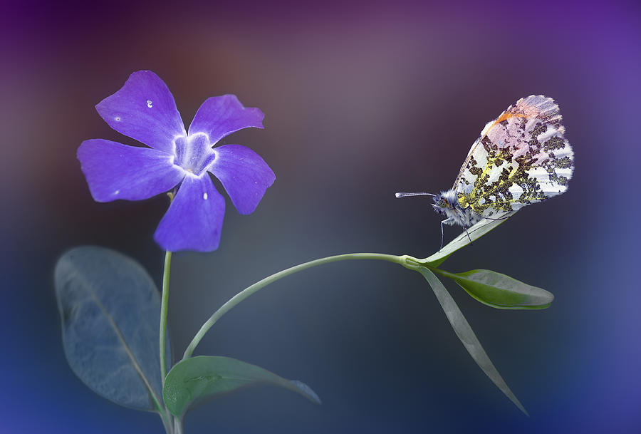 Butterfly Photograph - Aurora #1 by Fabrizio Daminelli