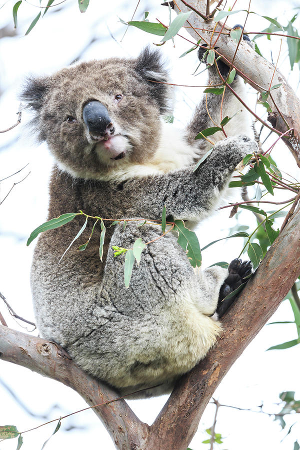 Australia, Victoria, Oceania, Great Ocean Road, Koala On A Tree In The Otway Park #1 Digital Art by Maurizio Rellini