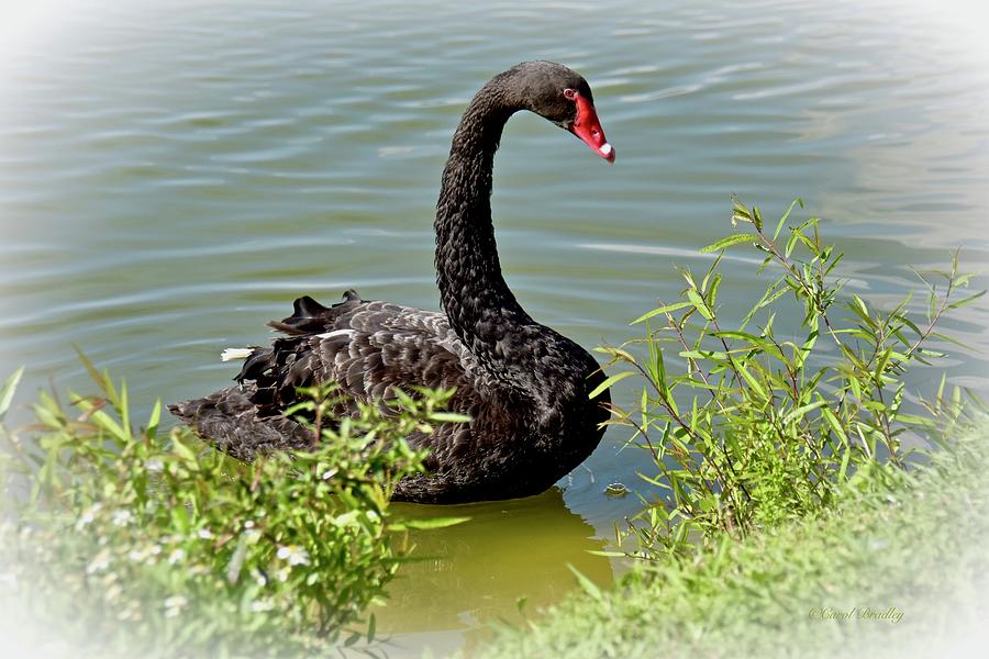 Australian Black Swan #2 Photograph by Carol Bradley