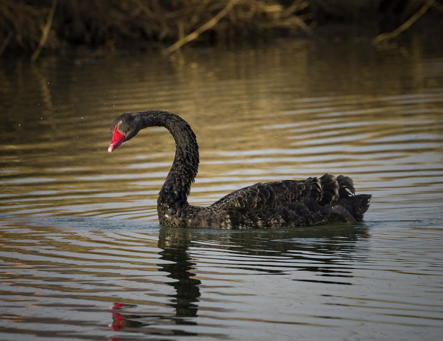Australian Black Swan Zhangye Wetland Park Gansu China #1 Photograph by Adam Rainoff