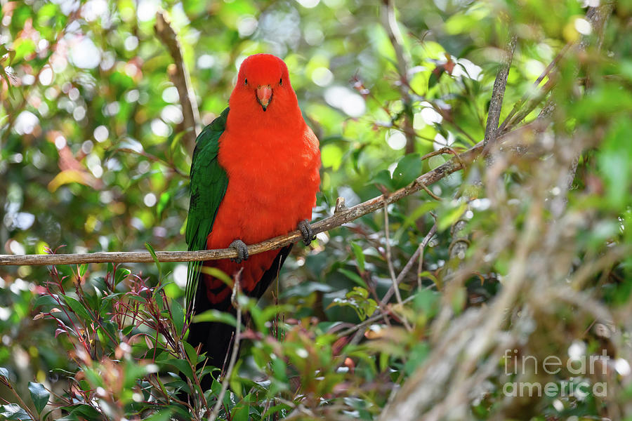 Australian King Parrot #1 Photograph by Dr P. Marazzi/science Photo Library