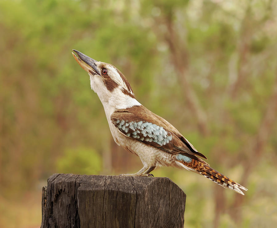 Kingfisher Photograph - Australian Kookaburra Laughing Jackass #1 by Sheryl Caston