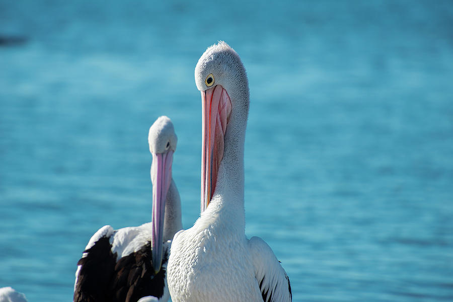 Australian Pelicans by Rob D Imagery Australian Pelicans by Rob D Imagery