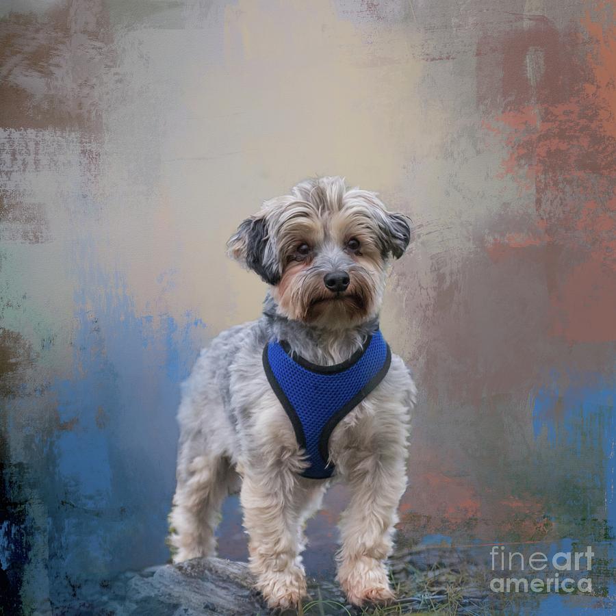 Dog Photograph - Australian Silky Terrier #1 by Eva Lechner