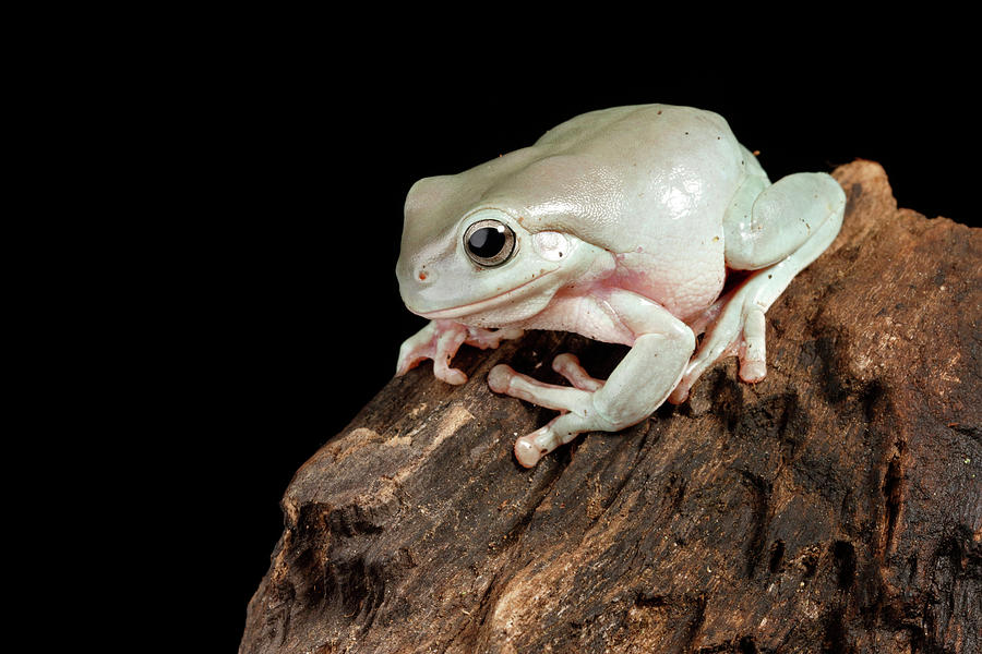 Australian Whites Tree Frog #1 Photograph by David Kenny