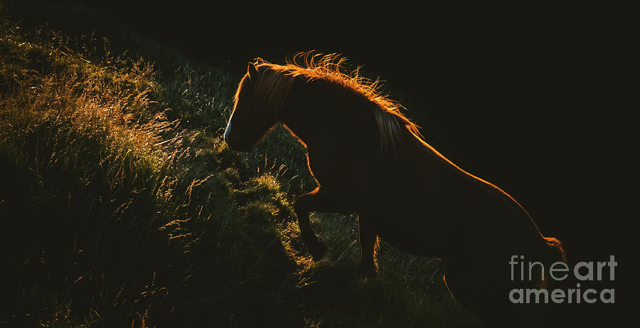 Authentic wild Icelandic horses in nature riding in golden. #1 Photograph by Joaquin Corbalan
