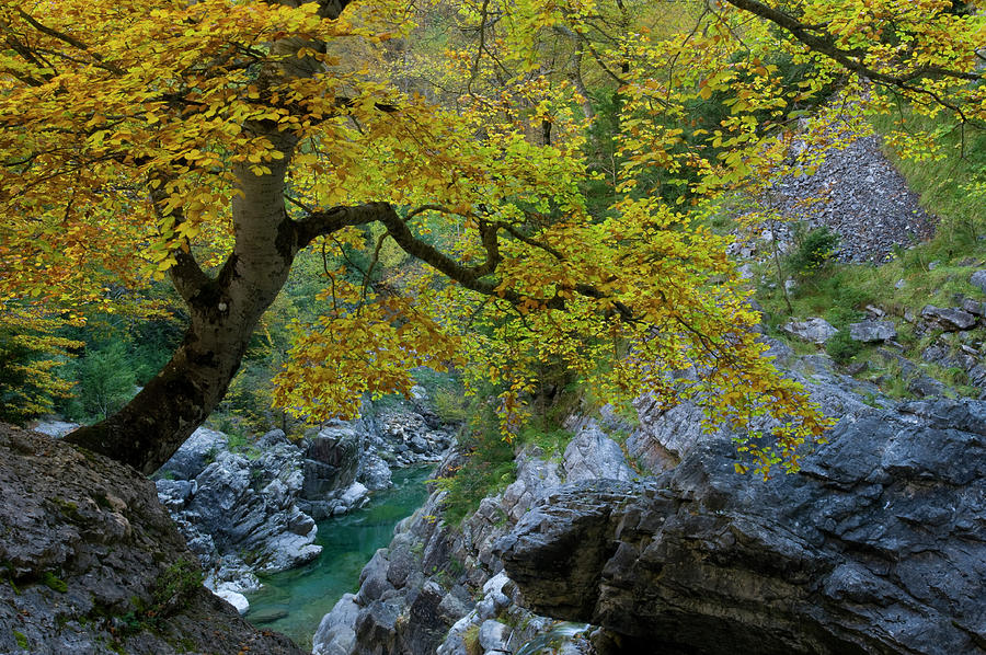Autumm In Añisclo Valley, Pyrenees, Aragon, Spain #1 Photograph by Inaki Relanzon / Naturepl.com Autumm In Añisclo Valley, Pyrenees, Aragon, Spain #1 Photograph by Inaki Relanzon / Naturepl.com