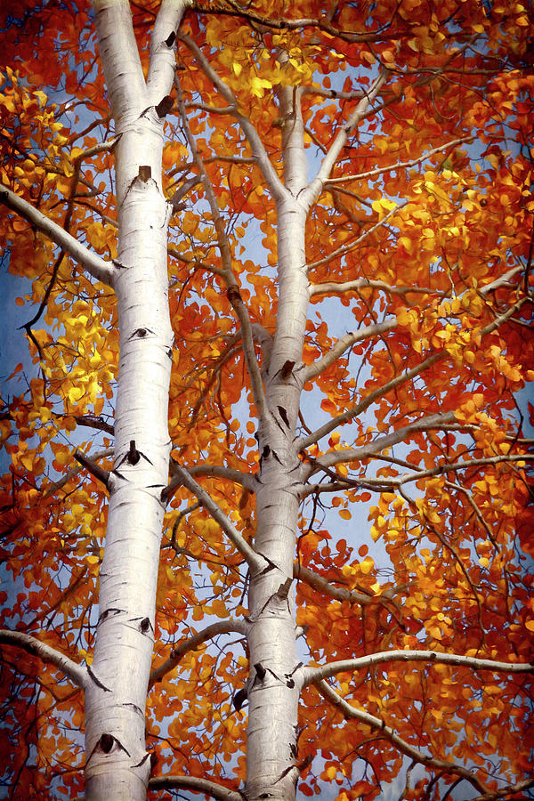Autumn Aspens  #1 Photograph by Saija Lehtonen