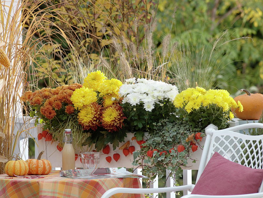 Autumn Box With Chrysanthemums #1 Photograph by Friedrich Strauss