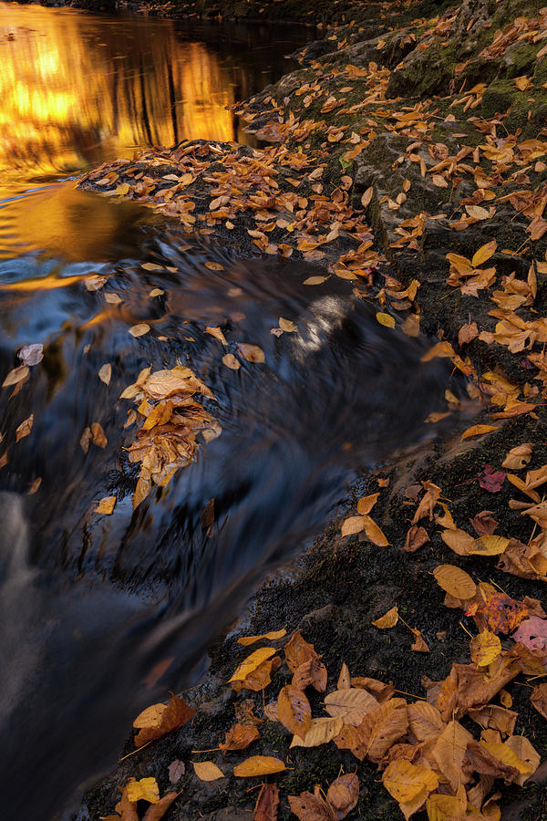 Autumn Brook Details #1 Photograph by Irwin Barrett