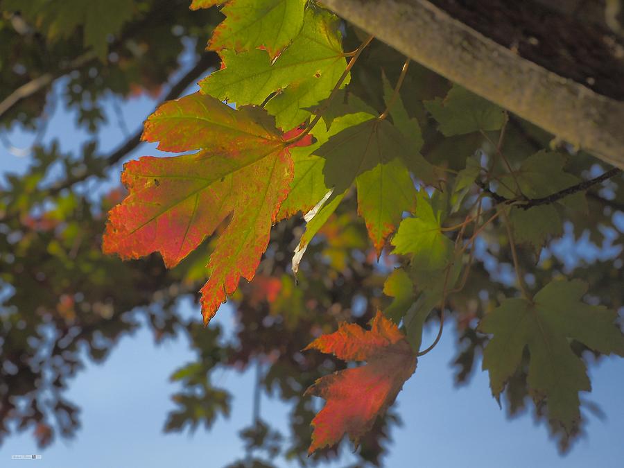 Autumn Changes #2 Photograph by Richard Thomas