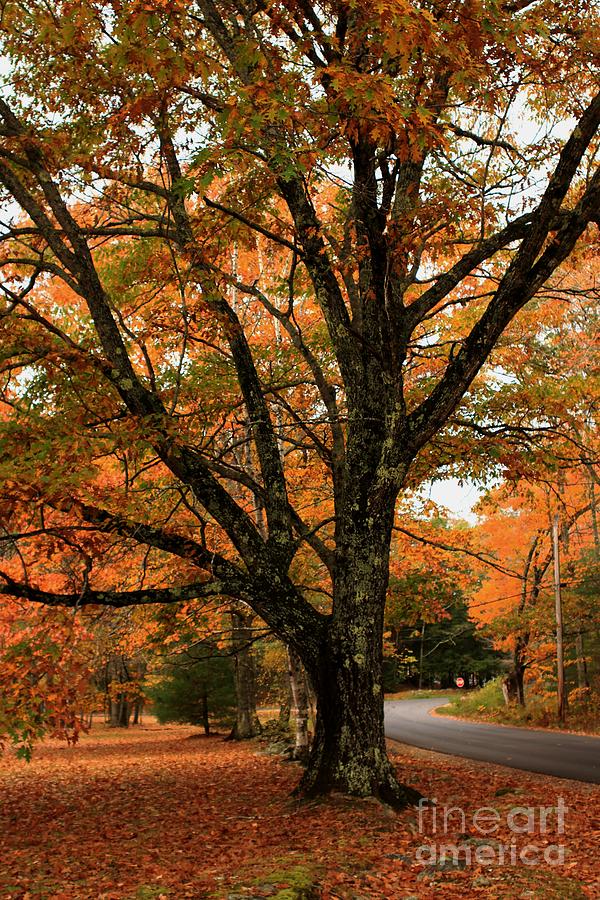 Autumn Colors #2 Photograph by Marcia Lee Jones