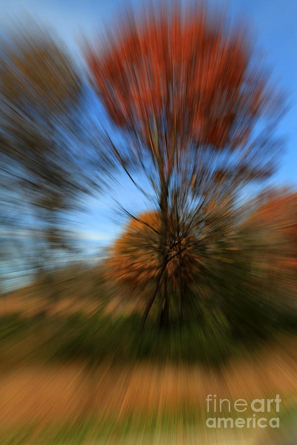 Autumn Explosion #2 #1 Photograph by Rick Rauzi