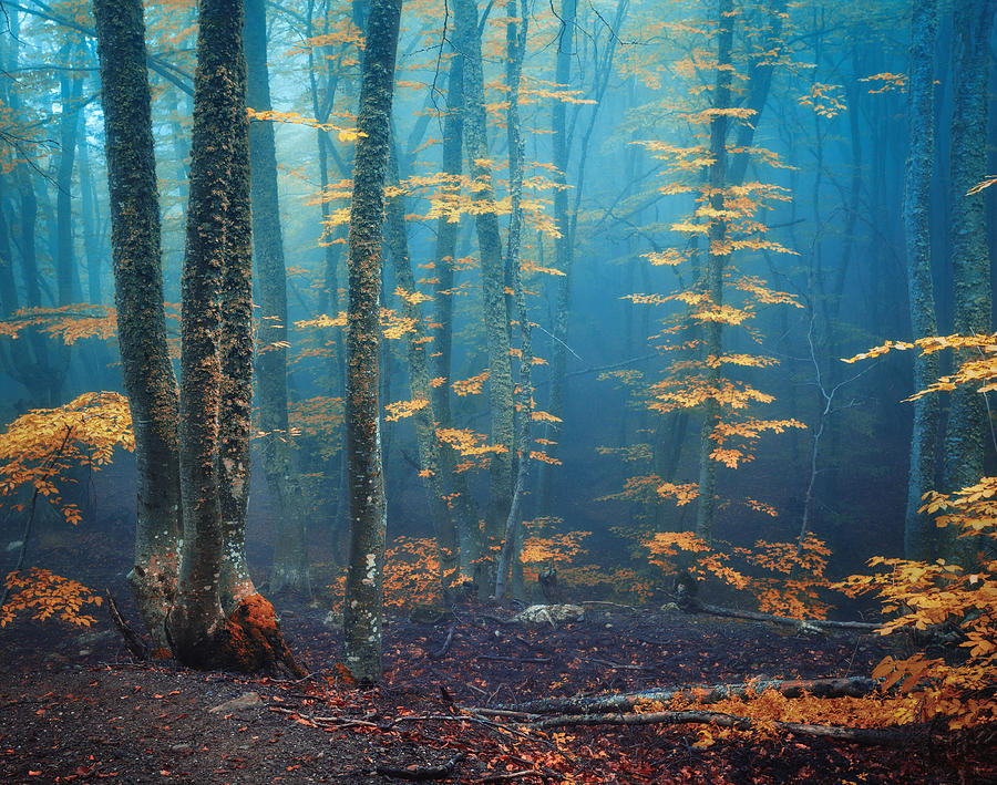 Tree Photograph - Autumn Foggy Forest. Mystical Autumn #1 by Denys Bilytskyi
