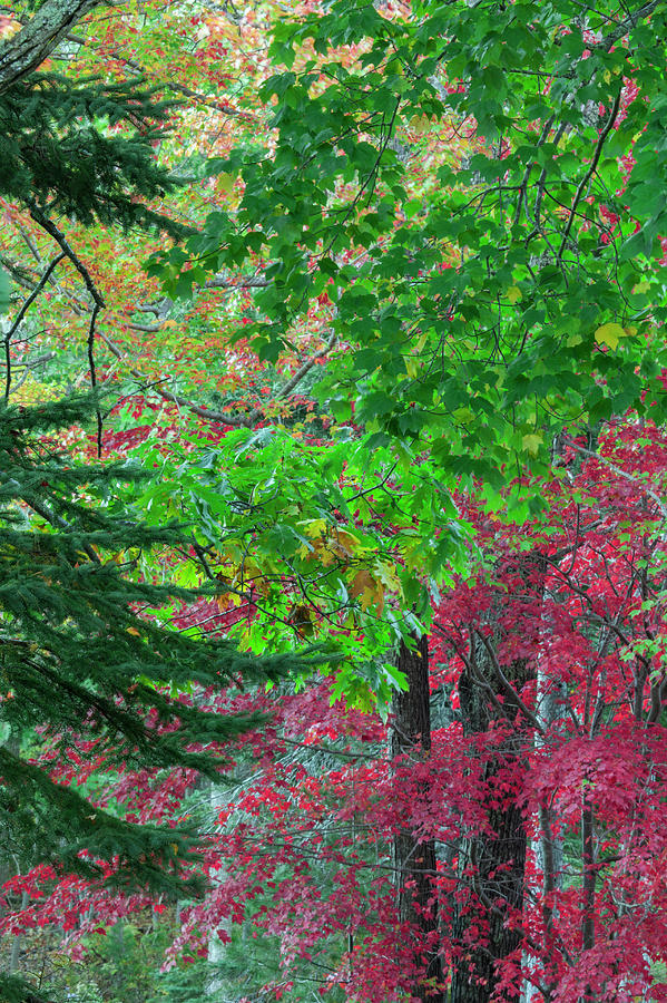 Autumn Forest Colors In Maine #1 Photograph by Jerry Whaley