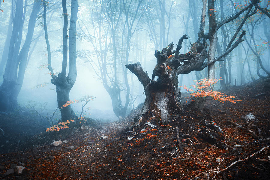 Tree Photograph - Autumn Forest In Blue Fog. Mystical #1 by Denys Bilytskyi