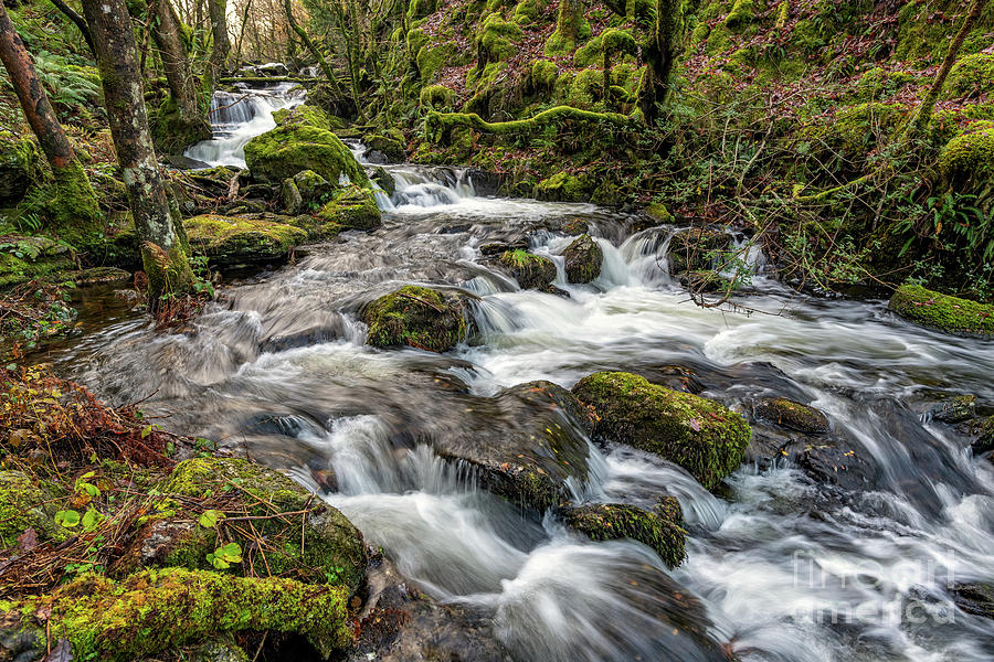 Autumn Forest stream by Adrian Evans Autumn Forest stream by Adrian Evans