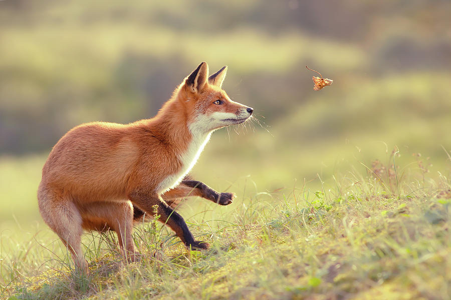 wrendale autumn fox