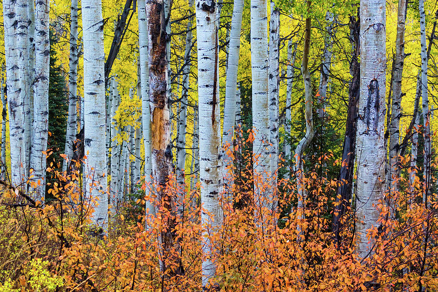 Autumn In Color #1 Photograph by John De Bord