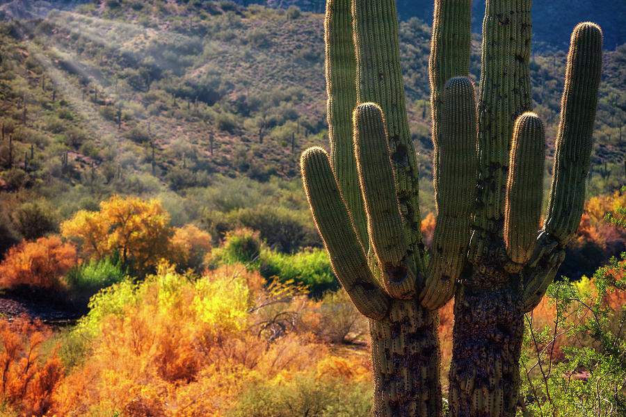 Nature Photograph - Autumn In the Sonoran  #2 by Saija Lehtonen