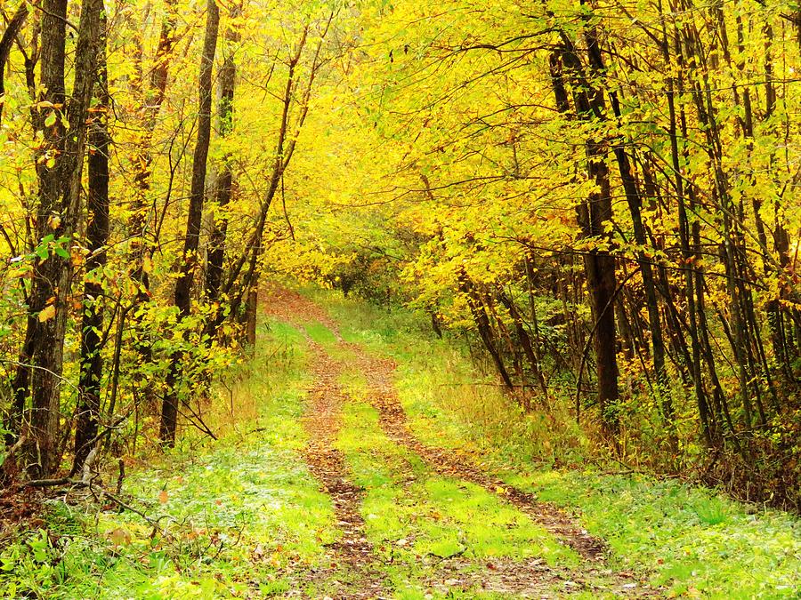 Autumn Lane  #1 Photograph by Lori Frisch