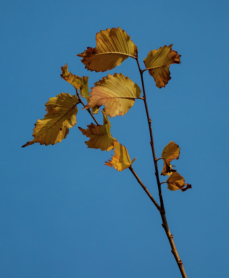 Autumn Leaves and Sky #1 Photograph by Robert Ullmann