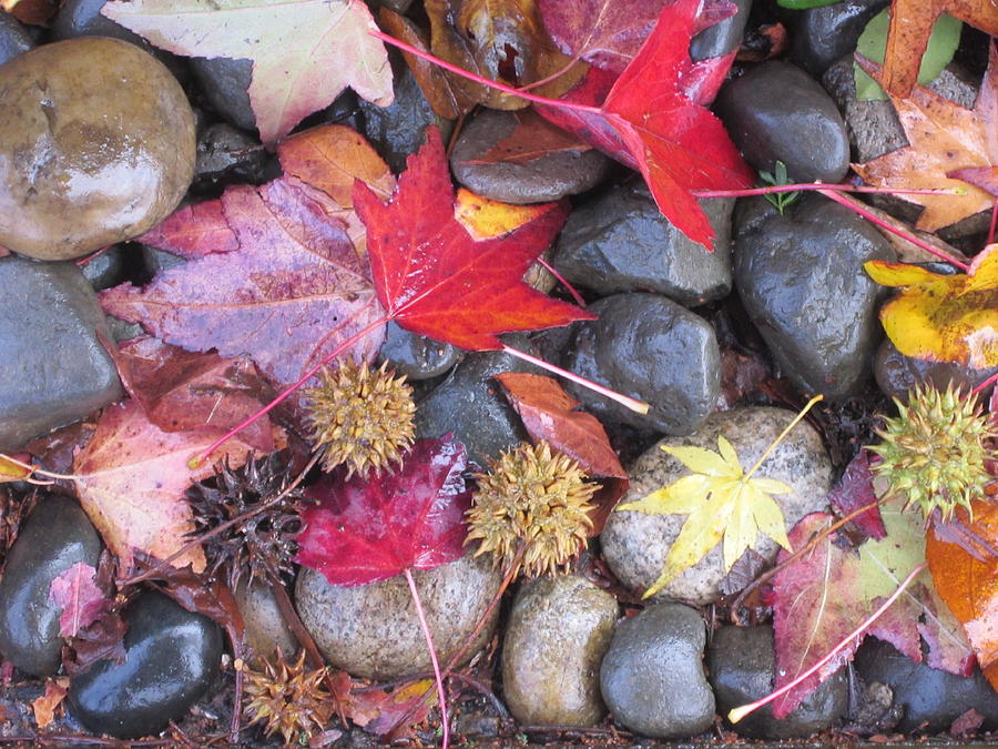 Autumn Leaves #1 Digital Art by Ann Johndro-Collins