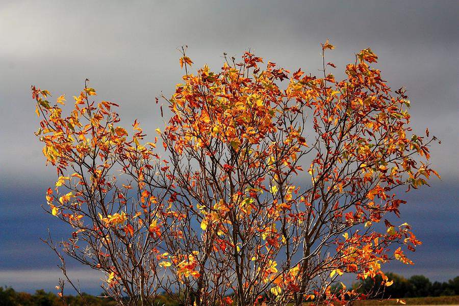 Autumn Leaves #1 Photograph by David Matthews