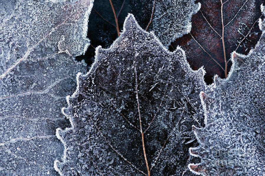 Autumn Leaves Frost #1 Photograph by Jim Corwin