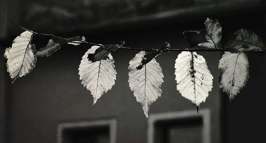 Autumn Leaves #1 Photograph by Gabriela Pantu