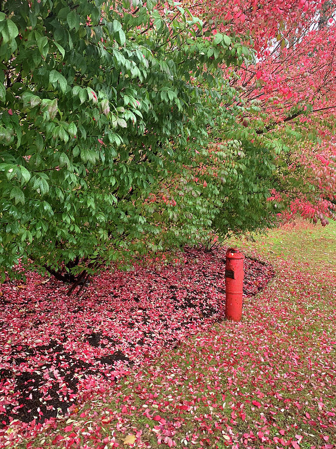 Autumn Leaves #1 Photograph by Geoff Jewett