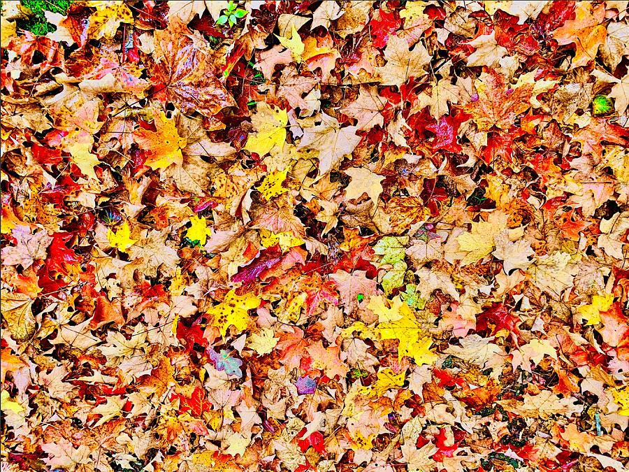 Autumn Leaves #1 Photograph by John Babis