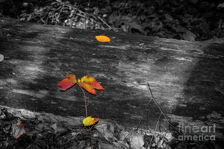 Autumn Leaves #2 Photograph by Judy Wolinsky