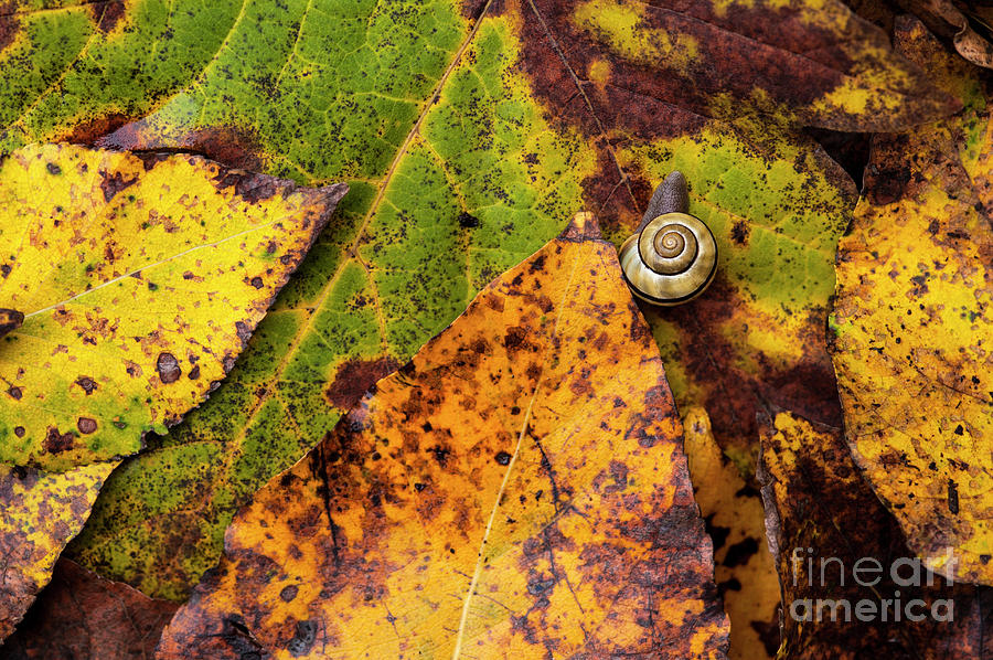 Autumn Leaves on Forest floor with Snail #1 Photograph by Jim Corwin