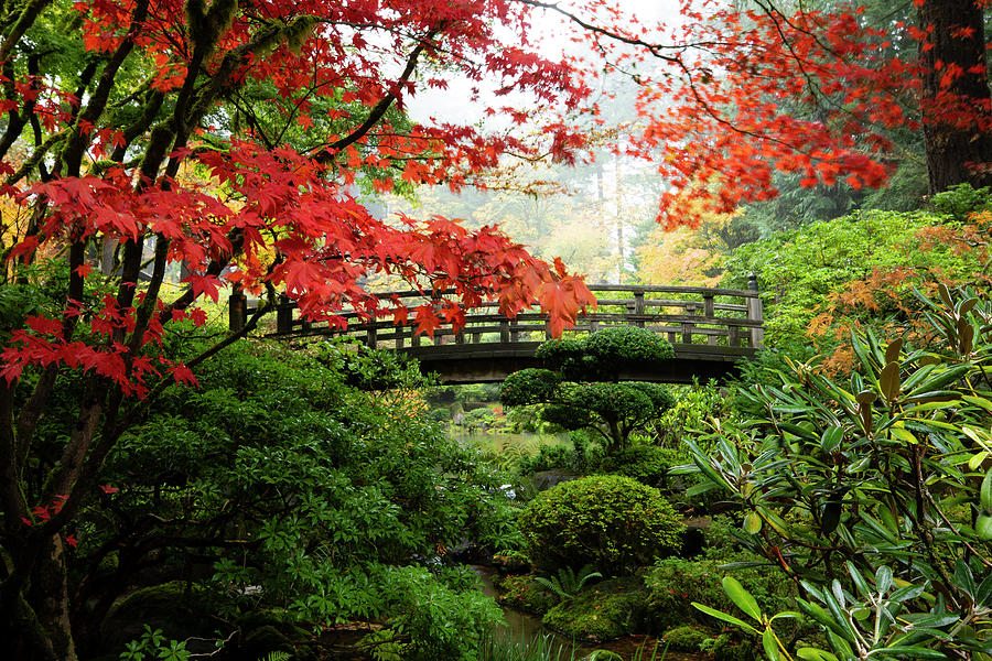 Autumn Leaves On Trees And Footbridge #1 Photograph by Panoramic Images