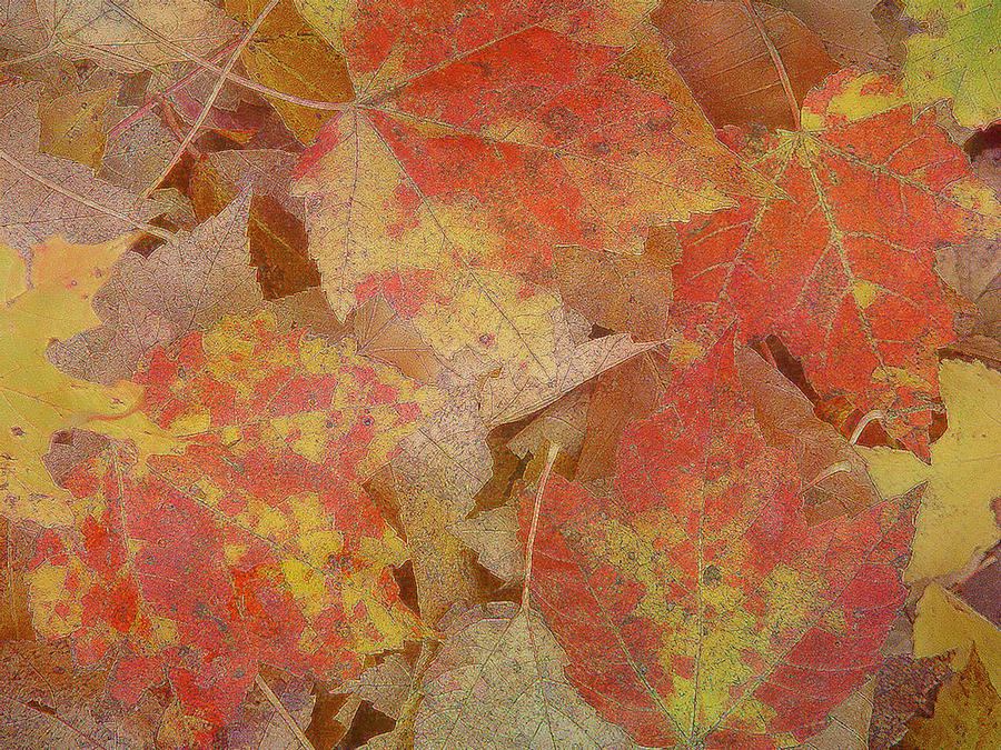 Autumn leaves by Silvia Marcoschamer Autumn leaves by Silvia Marcoschamer