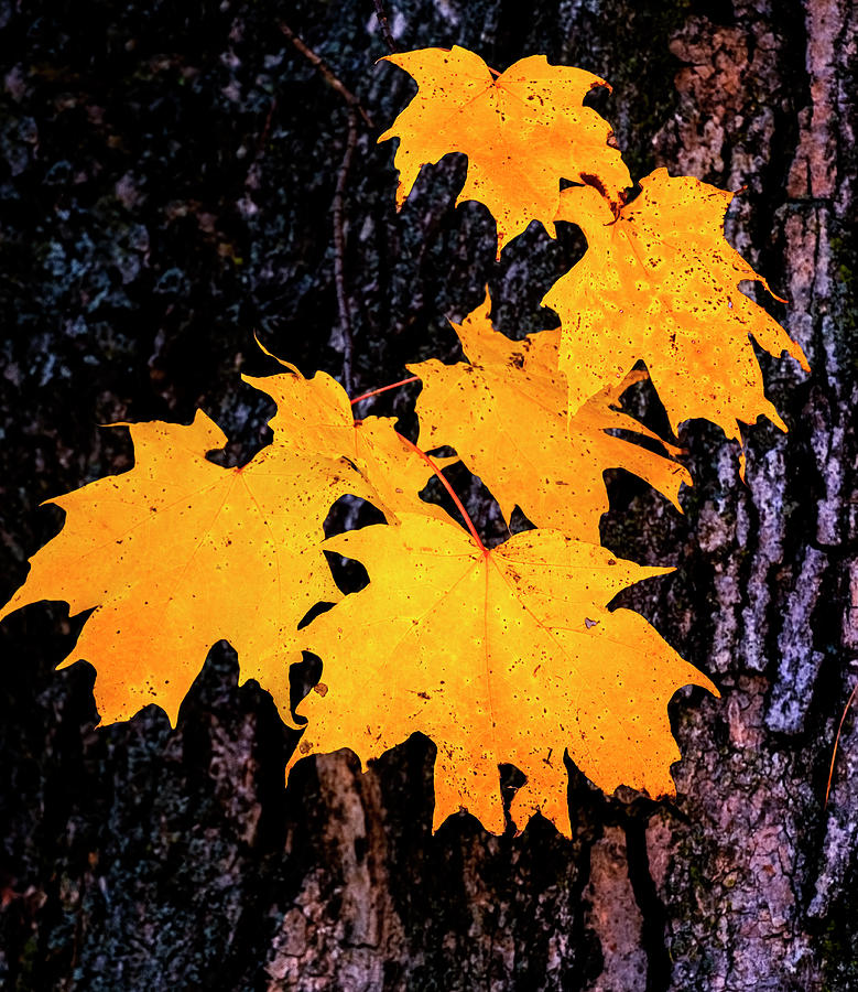 Autumn Leaves #1 Photograph by Tom Singleton