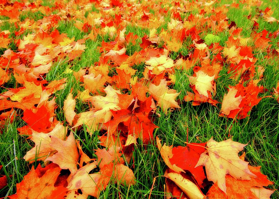 Autumn #1 Photograph by Mark Bear