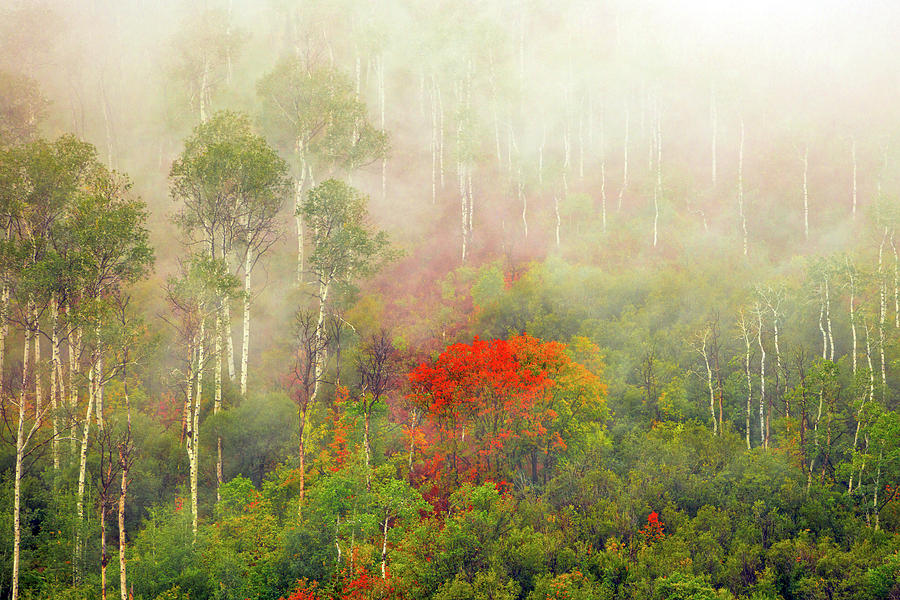 Fall Photograph - Autumn Mist #1 by Wasatch Light