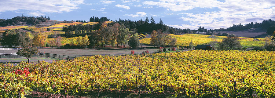 Autumn Morning At Zenith Vineyard #1 Photograph by Panoramic Images