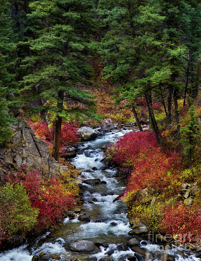 Autumn on the Salmon River #1 Photograph by Leslie Wells